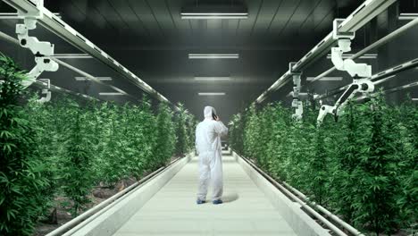 full body back view of marijuana researcher talking on smartphone while standing in the marijuana greenhouse with smart robotic farmers