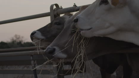 Vacas-De-Pastoreo-Libre-Y-Cría-En-La-Llanura-Italiana-De-Puglia