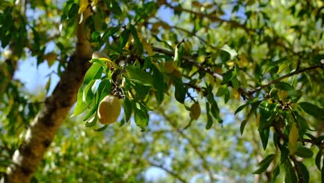 Green-Almonds--Branch