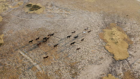 running wild horses in kayseri, turkey at sunrise - aerial drone shot