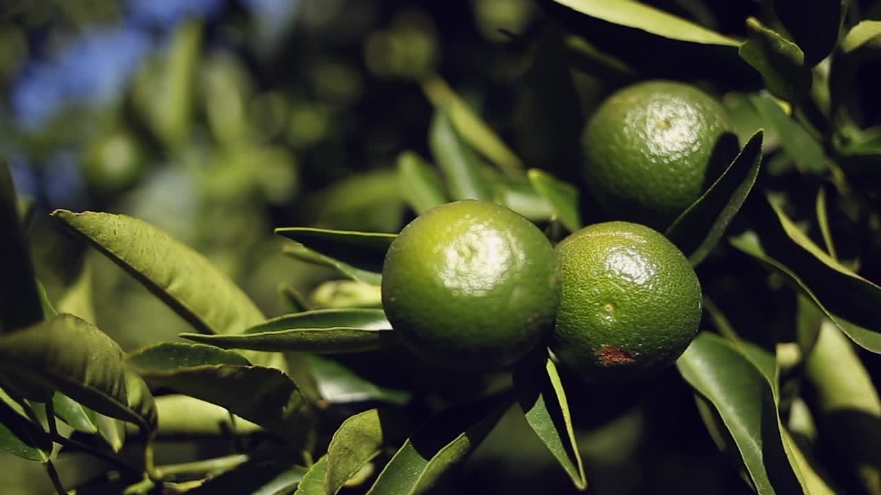 Limas cítricas verdes e saudáveis crescem em um galho em pomar de frutas, close-up