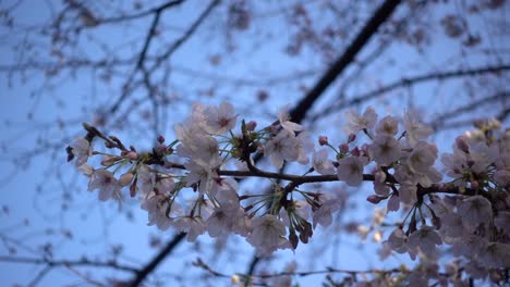 Agitando-Suavemente-Las-Flores-De-Cerezo-De-Sakura-Contra-El-Cielo-Azul-Bokeh