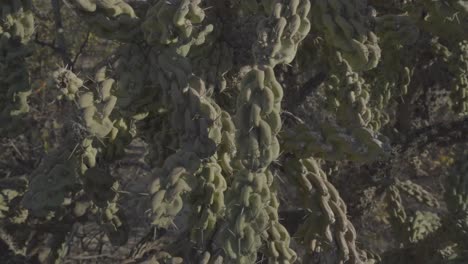 Close-view-of-beautiful-green-cactus-in-cabo-pulmo-baja-california-national-park-mexico