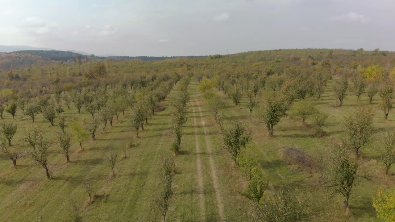 Drone shot over plum tree garden
