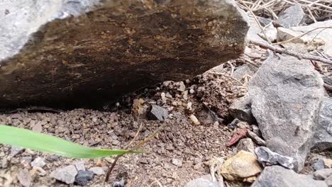 ant nests are damaged, ants are busy transferring eggs