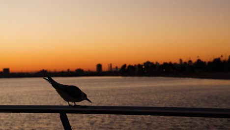 seagull perched on railing during sunset