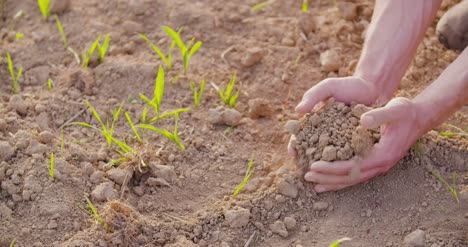 farmer examining dry soil 6