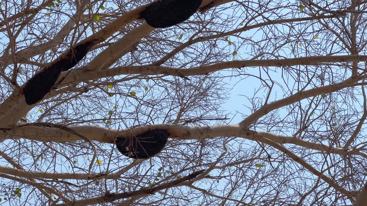 Static shot of behive's hanging from the tree