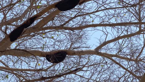static shot of behive's hanging from the tree