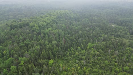 panoramic view of lush green forest on a misty day - drone shot