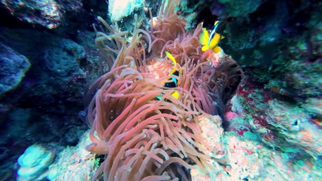 fotografía submarina del pez anémona de clark en dahab, egipto