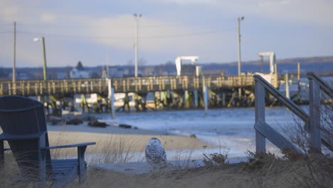 snowy owl perched in coastal grass with a harbor and docked boats in the blurred background