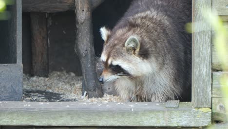 Mapache-Alerta-En-Su-Hábitat-De-Madera