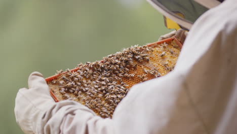 over shoulder view of beekeeper checking a hive frame teeming with honeybees