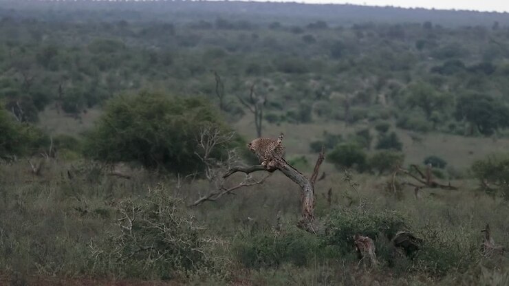 Cheetah balances on tree branch overlooking predawn Kruger NP savanna