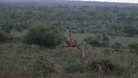 cheetah balances on tree branch overlooking predawn kruger np savanna