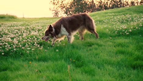 Einige-Erstaunliche-Nahaufnahmen-Des-Schönen-Hundes-Im-Sonnenunterganglicht