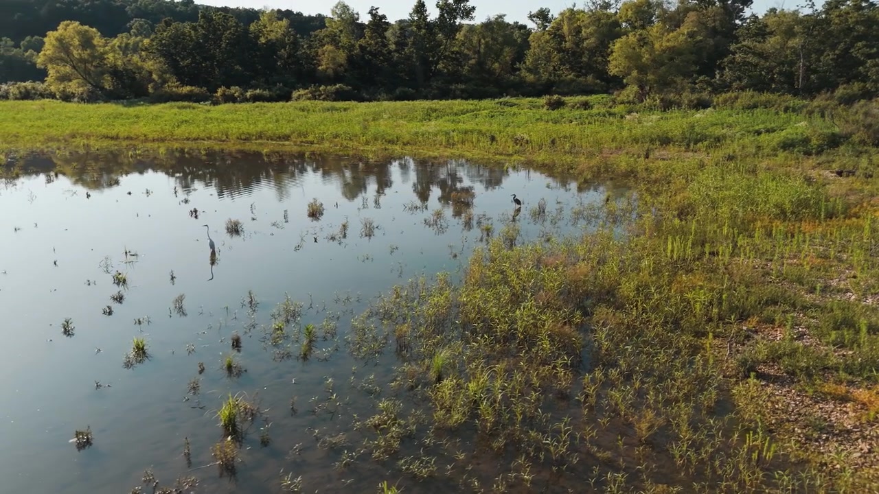 Garça parada em águas calmas e refletoras de zonas úmidas, ao lado da costa gramada de Oklahoma, com abordagem aérea