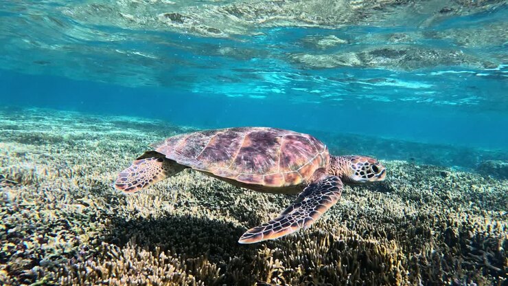 Closeup Of Green Sea Turtle Swimming Slowly Under The Tropical Blue Sea