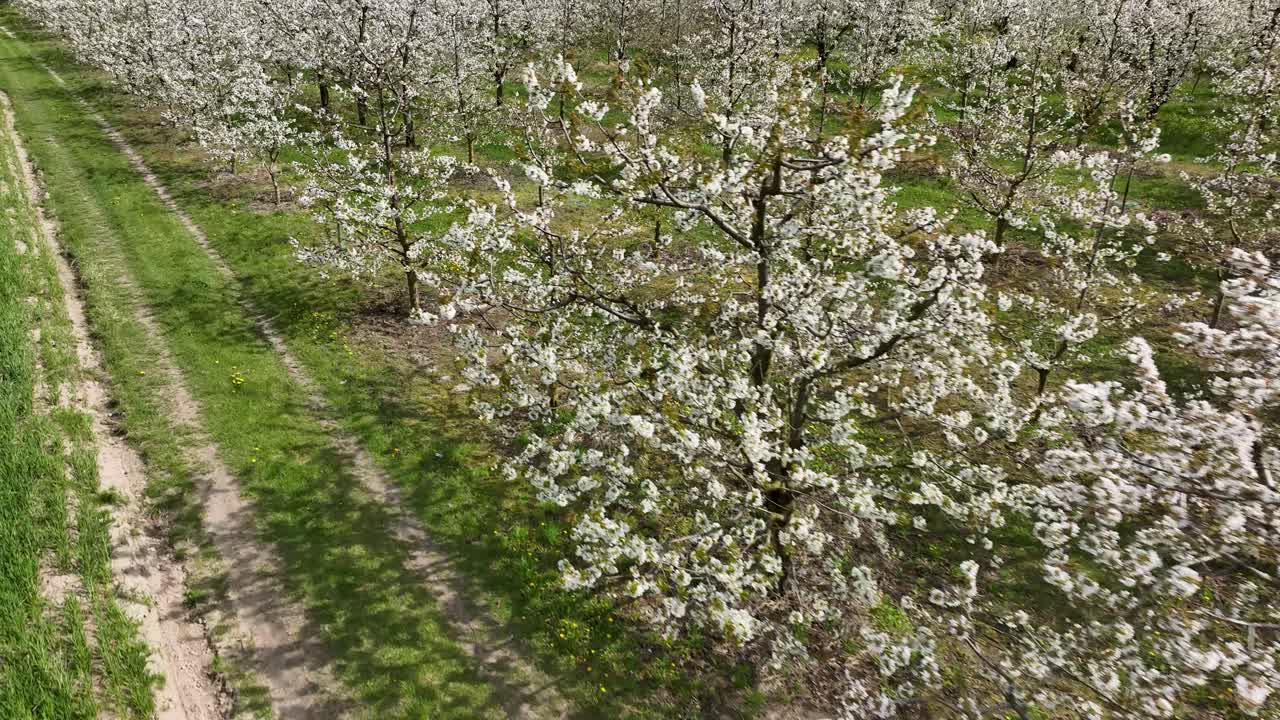 alberi di ciliegio in fiore in primavera con fiori bianchi e cielo nuvoloso drammatico prima della pioggia tempestosa