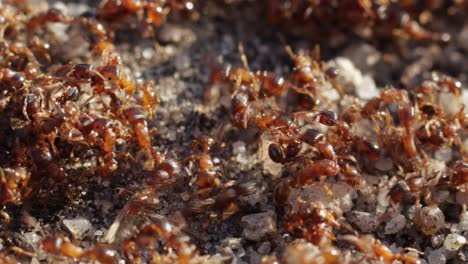 Large-colony-of-ants-crawling-on-the-ground-in-chaos,-still-macro-close-up-shot