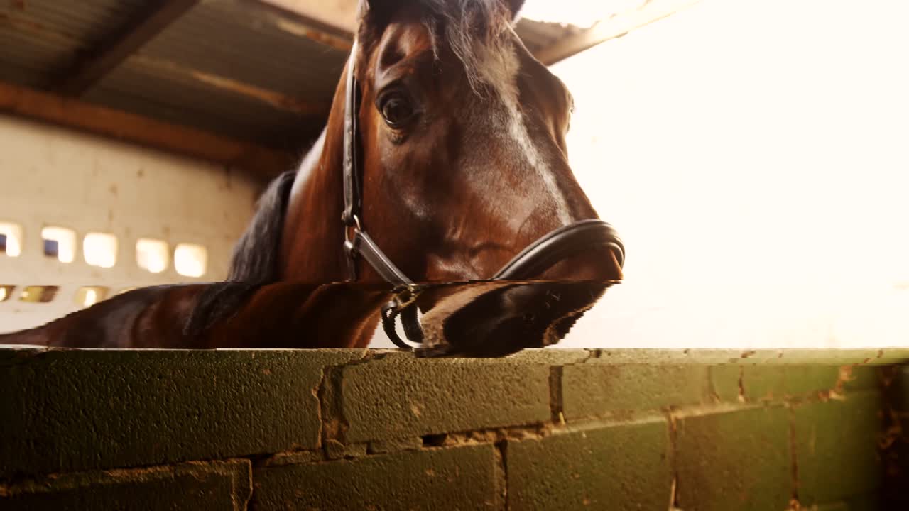 Horse in the stable 4k