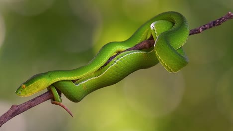 The White-lipped Pit Viper is a venomous pit viper endemic to Southeast Asia and is often found during the night waiting on a branch or limb of a tree near a body of water with plenty of food items