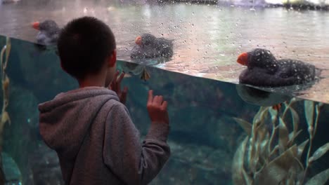 boy visiting the monterey bay aquarium and getting a close up look at puffins