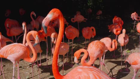 close-up shot of flamingos in their natural habitat, beautiful view