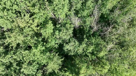 looking down from a drone flying over a forest