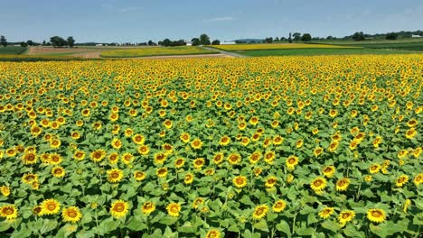 Un-Campo-De-Girasoles-Florecientes-Que-Sopla-En-El-Viento