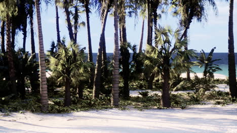 tropical beach with palm trees