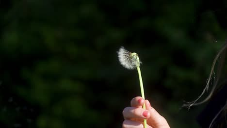 Slow-Mo-Nahaufnahme-Einer-Blonden-Jungen-Frau,-Die-Eine-Löwenzahnuhr-Hochhebt-Und-Darauf-Bläst