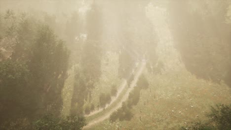 estrada de terra através de floresta de folhas caducas em nevoeiro
