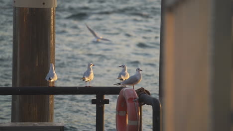 group of seagulls resting on the railings with a view of dubai creek in dubai, uae. - wide shot