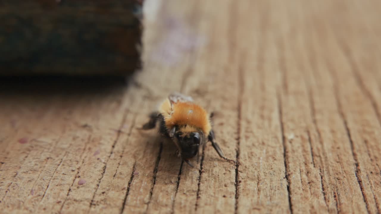 Fuzzy bumblebee crawls slowly on weathered wooden surface. Its fuzzy orange and black body moves delicately between grain lines. Focused macro shot emphasizes insect's busy, determined movement