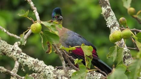 Cerca-De-Turaco-De-Cresta-Púrpura-O-Lourie-Acicalarse-En-Una-Higuera