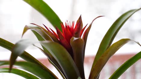 Bromelia-Guzmania-Roja-Joven-Entre-Roseta-De-Hojas,-Moviéndose-De-Izquierda-A-Derecha