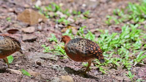 moviéndose juntos hacia la derecha mientras se alimentan, la perdiz ferruginous caloperdix oculeus, tailandia