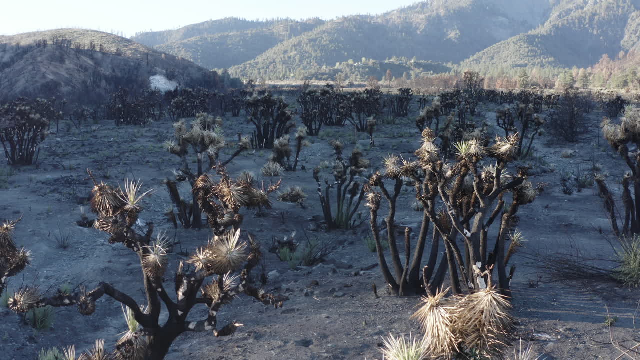 Aftermath of a Wildfire in a Desert Landscape with Burnt Vegetation