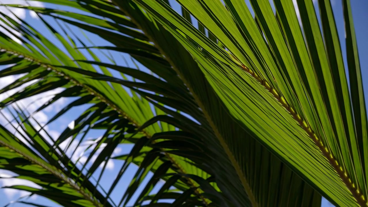 Green Palm Leaves Swaying Gently Against a Blue Sky