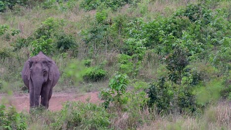 Los-Elefantes-Asiáticos-Son-Especies-En-Peligro-De-Extinción-Y-También-Son-Residentes-De-Tailandia