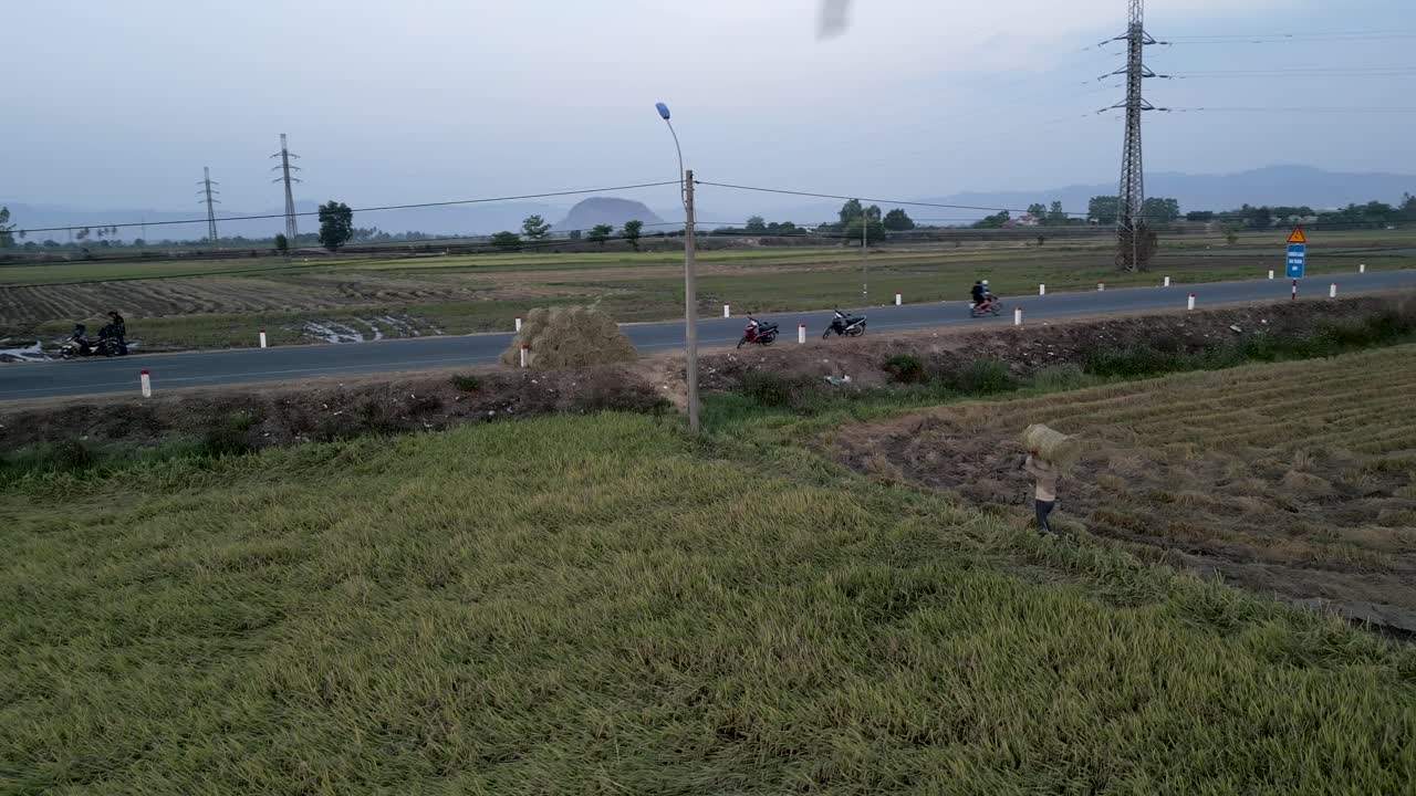 Rural Vietnamese Rice Paddy Harvest