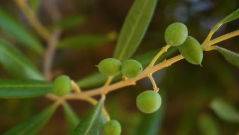 Primer-Plano-De-La-Pequeña-Fruta-Orgánica-Verde-Oliva-Madura