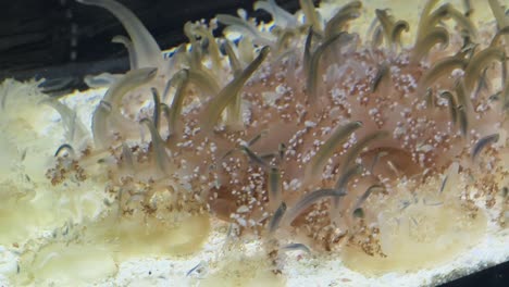 primer plano de una anémona de mar en un acuario