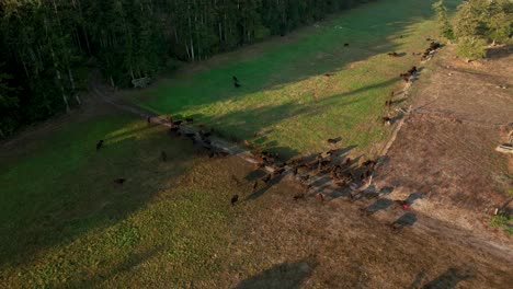 overhead view of roaming cows on a dairy farm