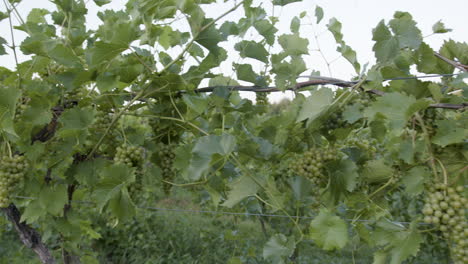 vineyard vine and branches green grape clusters of grapes