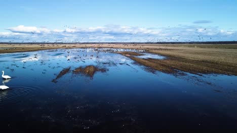 aerial view of large flock of bean goose resting, flooded agricultural field, sunny spring day, wide angle drone shot moving forward low