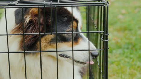 dog in cage close up