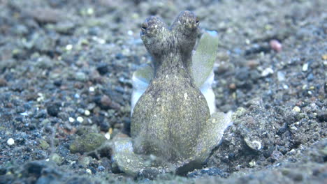 Still-underwater-slow-motion-shot-of-octopus-breathing-through-its-siphon